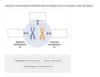 Answered: Maternal Chromosome #1 8 Paternal… | Bartleby