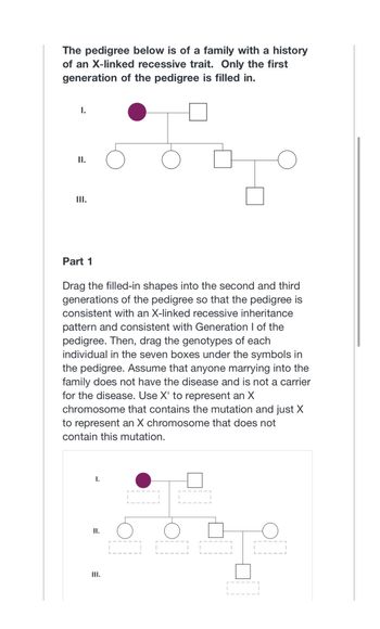 The pedigree below is of a family with a history
of an X-linked recessive trait. Only the first
generation of the pedigree is filled in.
I.
II.
III.
Part 1
Drag the filled-in shapes into the second and third
generations of the pedigree so that the pedigree is
consistent with an X-linked recessive inheritance
pattern and consistent with Generation I of the
pedigree. Then, drag the genotypes of each
individual in the seven boxes under the symbols in
the pedigree. Assume that anyone marrying into the
family does not have the disease and is not a carrier
for the disease. Use X' to represent an X
chromosome that contains the mutation and just X
to represent an X chromosome that does not
contain this mutation.
I.
II.
III.
0 0
0000