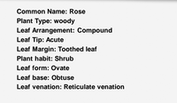 Common Name: Rose
Plant Type: woody
Leaf Arrangement: Compound
Leaf Tip: Acute
Leaf Margin: Toothed leaf
Plant habit: Shrub
Leaf form: Ovate
Leaf base: Obtuse
Leaf venation: Reticulate venation
