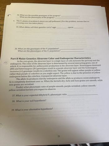 34. What are the possible genotypes of the progeny?.
What are the phenotypes of the progeny?.
c. The F1 plants of problem b above are self-pollinated. (For this problem, assume that no
crossing-over has taken place.)
35. What alleles will their gametes carry? eggs
36. What are the genotypes of the F2 population?.
What are the phenotypes of the F2 population?_
sperm
Part B Maize Genetics Aleurone Color and Endosperm Characteristics
In the corn grain, the aleurone layer is a single layer of cells between the pericarp and the
endosperm. The color of the aleurone layer is determined by several interacting genes, one of
which, R, is responsible for anthocyanin production in the aleurone layer. Homozygous dominant
(RR) and heterozygous (Rr) genotypes result in a purple aleurone layer and the homozygous
recessive (rr) genotype results in a colorless one. The grains will appear either purple or yellow
rather than purple or colorless as you might expect. The yellow is due to the presence of yellow
endosperm below the colorless, transparent aleurone layer.
The allele Su produces starchy endosperm and the allele su produces sweet endosperm.
Su is completely dominant over su. When the kernels dry, SuSu and Susu grains are smooth, while
susu grains are wrinkled.
Predict what phenotypic ratio of purple-smooth; purple-wrinkled; yellow-smooth;
yellow-wrinkled kernels you expect to observe.
37. What is your expected dihybrid F2 phenotypic ratio.
38. What is your null hypothesis?
I tol
39. What is your alternative hypothesis?
71