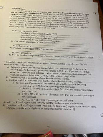 Dihybrid Cross:
Examine an ear of corn representing an F2 generation. Do not remove any grains from
the ears of corn, do not remove the plastic sleeves that cover the ears, and please handle
the ears carefully. If you wish, you can use a very small piece of masking tape at one of the ear
to keep track of the rows as you count the grains. Do not count all of the purple and then return
to count all of the yellow. This will lead to some grains being counted twice and some not being
counted at all. Rather, examine each grain one at a time and determine if it is purple or yellow
and if it is wrinkled or smooth. Work with your lab partner. One person can call out the
phenotype while the other person records the phenotype. If you are unsure how to categorize
particular grains, you may consult your lab instructor.
40. Record your results below.
Number of purple, smooth kernels 5
Number of purple, wrinkled kernels
Number of yellow, smooth kernels
Number of yellow, wrinkled kernels.
118
41. What are the phenotypes of the F2 generation?
Of the F1 generation.
42. What are the genotypes of the F2 generation?
Of the generation
43. How do the observed phenotypes of your ear of corn compare with the expected F2 ratio?
To calculate your expected ratio numbers given the total number of corn kernels that you
counted use the following steps:
A. Determine your expected ratio. For a dihybrid cross between two F₁ plants, both
heterozygous for both traits, you would expect a 9:3:3:1 ratio. If you add 9+3+3+1, it
equals 16. Therefore, each category is a fraction of 16. This means that you expect the 2
following fractions 9/16, 3/16, 3/16, 1/16 for each phenotypic class.
B. Determine your total number of corn kernels actually counted.
C. Multiple each fraction by the total number of corn kernels actually counted.
a. For example, if you counted 215 kernels, you would expect the following:
i. 9/16 X 215 = 121 dominant phenotype for both traits
ii. 3/16 X 215 = 40 dominant phenotype for 1 trait and recessive phenotype
for other trait
iii.
3/16 X 215 = 40 dominant phenotype for 1 trait and recessive phenotype
for other trait
iv. 1/16 X 215 = 14 recessive phenotype for both traits o
D. Add the 4 resulting numbers to verify that they add up to your total number
E. Compare the 4 resulting numbers (your expected numbers) to your actual numbers using
Chi Square statistical analysis (to be completed later in Exercise III).
72