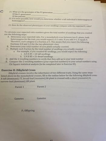 For
21. What are the genotypes of the F2 generation.
Of the F₁ generation.
Of the parents
22. If it were possible, how would you determine whether a tall individual is heterozygous or
homozygous?
23. How do the observed phenotypes of your seedlings compare with the expected F2 ratio?
To calculate your expected ratio numbers given the total number of seedlings that you counted
use the following steps:
A. Determine your expected ratio. For a monohybrid cross between two F1 plants, both
heterozygous for the trait, you would expect a 3:1 ratio. If you add 3+1, it equals 4.
Therefore, each category is a fraction of 4. This means that you expect the following
fractions 3/4 and 1/4 for the two phenotypic class.
B. Determine your total number of corn plants actually counted.
C. Multiple each fraction by the total number of seedlings you actually counted.
a. For example, if you counted 85 seedlings, you would expect the following:
i. 3/4 X 85= 64 tall seedlings
ii. 1/4 X 85 = 21 dwarf seedlings
D. Add the 2 resulting numbers to verify that they add up to your total number
E. Compare the 2 resulting numbers (your expected numbers) to your actual numbers using
Chi Square statistical analysis (to be completed later in Exercise III).
Exercise II: Dihybrid Cross
Dihybrid crosses involve the inheritance of two different traits. Using the same steps
listed above in the monohybrid crosses, fill in the outline below for the following dihybrid cross.
A tall (dominant) TT, broad-leaf (recessive) bb plant is crossed with a short (recessive) tt,
narrow-leaf (dominant) BB plant.
Parent 1
Gametes
F₁ Offspring
Parent 2
Gametes
67