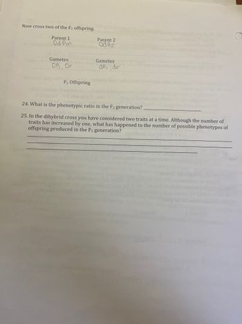 Now cross two of the F₁ offspring.
Parent 1
Od Br
Gametes
OR, Or
F2 Offspring
Parent 2
Od hr
Gametes
d, dr
24. What is the phenotypic ratio in the F2 generation?
25. In the dihybrid cross you have considered two traits at a time. Although the number of
traits has increased by one, what has happened to the number of possible phenotypes of
offspring produced in the F2 generation?