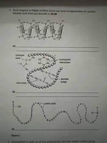 4. Each diagram in Figure 2 below shows one level of organization of a protein.
Identify each level and describe it. CA ITA
(a)
(b)
0
hydrogen co
CH₂
bond
H-0
(c)
-0, 0
lonic bond
C-OH
H₂C
H₂C
CH-CH₂
amino acids
-hydrophobic
interactions
disulfide
bridge
Figure 2
5. Hemoglobin is made up of four polypeptides, but also require a beme group