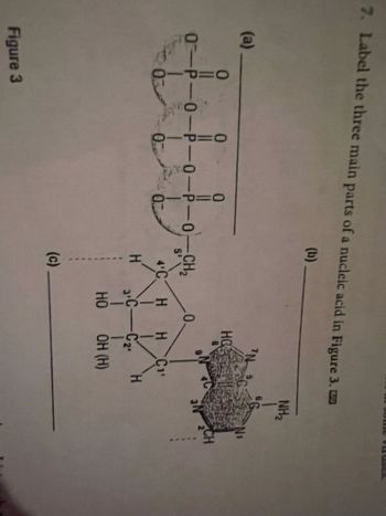 7. Label the three main parts of a nucleic acid in Figure 3.
(b)
(a)
0
0
O-P-0-P-O-P-O-CH2
0
03
Figure 3
0
(c)
CHH CH
H
ㅐ|C|우
HGE
8
H 3. C-C2
НО
OH (H)
NHz