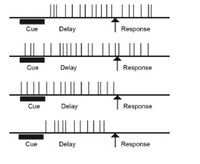 The image contains a series of three line graphs with the following elements:

1. **Graph Components**:
   - Each graph includes a timeline with three labeled sections: "Cue," "Delay," and "Response."
   - Vertical lines scattered along the timeline represent different events or actions occurring over time.

2. **First Graph**:
   - The "Cue" section is marked by a black bar indicating the timing of a cue event.
   - The "Delay" phase follows, during which a number of evenly spaced vertical lines occur, suggesting repeated or sustained events during this period.
   - The "Response" is indicated by a large upward arrow, suggesting an action or change occurring at the end.

3. **Second Graph**:
   - Similar structure to the first graph.
   - The "Cue" is again marked by a black bar.
   - During the "Delay," fewer vertical lines are present, depicting fewer events or activities compared to the first graph.
   - The "Response" period is again marked by a prominent arrow.

4. **Third Graph**:
   - Maintains the same timeline structure.
   - The "Cue" section is indicated with a black bar.
   - The "Delay" period has a higher density of vertical lines, suggesting more frequent events.
   - A prominent arrow indicates the "Response."

5. **Fourth Graph**:
   - Similar timeline with sections "Cue," "Delay," and "Response."
   - The "Cue" section has fewer vertical lines in the "Delay" period as compared to previous graphs.
   - The "Response" is marked by an arrow, similar to previous graphs.

This sequence of graphs appears to illustrate variations in the timing and frequency of events following a cue, leading up to a response phase. This type of diagram might be used in psychological or neurological studies to depict response patterns.