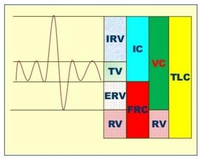 IRV
IC
VC
TV
TLC
ERV
FRC
RV
RV
