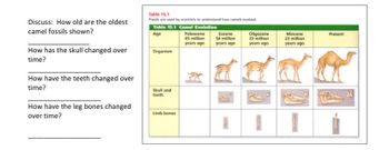 Discuss: How old are the oldest
camel fossils shown?
How has the skull changed over
time?
How have the teeth changed over
time?
How have the leg bones changed
over time?
Table 15.1
Fossils are used by scientists to understand how camels evolved.
Table 15.1 Camel Evolution
Age
Paleocene
65 million
years ago
Eocene
54 million
years ago
Organism
Skull and
teeth
Limb bones
Oligocene
33 million
years ago
Miocene
23 million
years ago
Present