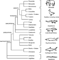 Answered: Placentals Marsupials Monotremes… | bartleby