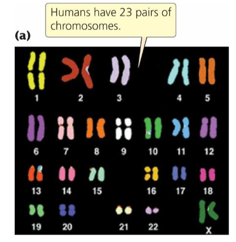 Answered: Humans Have 23 Pairs Of Chromosomes.… | Bartleby