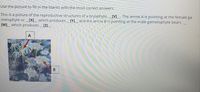 Use the picture to fill in the blanks with the most correct answers.
This is a picture of the reproductive structures of a bryophyte,_[V]_ . The arrow A is pointing at the female ga
metophyte or_[X]_ which produces__[Y]_ and the arrow B is pointing at the male gametophyte bears
[W]_ which produces _[Z]_.
А
