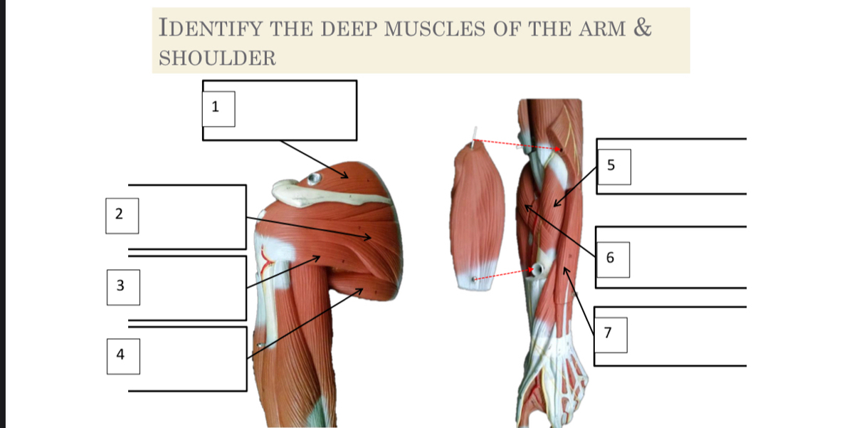 deep anterior forearm muscles