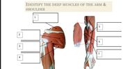 IDENTIFY THE DEEP MUSCLES OF THE ARM &
SHOULDER
1
6.
3
7
4
