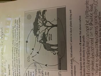 espiration converts the organic
Kinto CO₂.
Energy Flow
nding of food webs, photosynthesis, cellular respiration and
lyze how carbon atoms and energy move in ecosystems. The figure
hese processes result in a carbon cycle. Notice how carbon atoms
in the air and organic molecules in living organisms or dead organic
lant
carbon
rbon
les in
molecules
5 are
ains
into
o the
3
CO₂
ion decomposers
A
A
-B
eaten by
animals
older ad
110
cation and death. Add another C arrow to show plants dying and
composers.
1
cycle diagram does not have a B arrow that shows carbon
plecules in the air directly to the giraffe.
nd cellular respiration can not be represented
he girafee does not need air to produce food.
require to show carbon atoms going from CO
Tow that shows carbon atoms going from the soil to the tree.