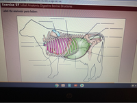 Answered: Exercise 27 Label Anatomic Digestive… | bartleby