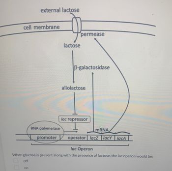 Solved Normal function of the lac operon means that the cell