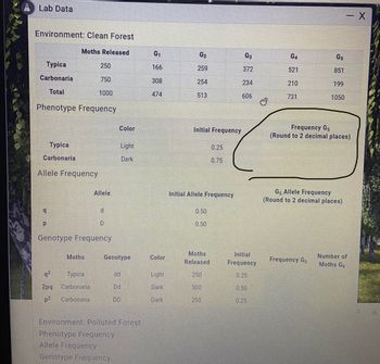 Lab Data
Environment: Clean Forest
Moths Released
G1
G₂
G3
G4
G5
Typica
250
166
259
372
521
851
Carbonaria
750
308
254
234
210
199
Total
1000
474
513
606
731
1050
Phenotype Frequency
Typica
Carbonaria
Allele Frequency
Allele
q
d
P
D
Genotype Frequency
- X
Frequency G5
Color
Initial Frequency
(Round to 2 decimal places)
Light
Dark
0.25
0.75
Initial Allele Frequency
0.50
0.50
Gs Allele Frequency
(Round to 2 decimal places)
Moths
Genotype
Color
Moths
Released
Initial
Frequency
Frequency G5
Number of
Moths G5
q2
Typica
dd
Light
250
0.25
2pq Carbonaria
Dd
Dark
500
0.50
p2 Carbonaria
DD
Dark
250
0.25
Environment: Polluted Forest
Phenotype Frequency
Allele Frequency
Genotype Frequency