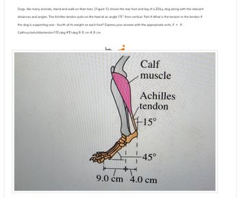 Dogs, like many animals, stand and walk on their toes. (Figure 1) shows the rear foot and leg of a 20kg dog along with the relevant
distances and angles. The Achilles tendon pulls on the heel at an angle 15° from vertical. Part A What is the tension in the tendon if
the dog is supporting one fourth of its weight on each foot? Express your answer with the appropriate units. F = N
CalfmuscleAchillestendon15\deg 45\deg 9.0 cm 4.0 cm
Calf
muscle
Achilles
tendon
-15°
-45°
9.0 cm 4.0 cm