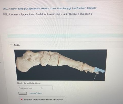 appendicular skeleton lab