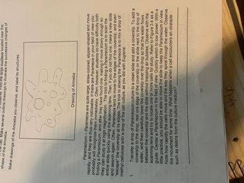 **Title: Observing Paramecia and Amoeba**

**Drawing of Amoeba**
- The image features a hand-drawn illustration of an amoeba, showcasing its irregular shape with protruding pseudopods.

**Text Details:**

*Paramecium* — Paramecia are quite large, straw-colored, slipper-shaped, and move rapidly, making them very noticeable. If there are Paramecia in your field of view, you will likely recognize them immediately. Students often have trouble both finding a Paramecium and then slowing it down enough to study under high magnification. The key to finding a Paramecium is to scan the entire slide quickly using the scanning lens. If none are visible, create a new slide and search again.

Paramecia tend to move to the edges of the coverslip and can even "escape" the coverslip at its edges. To slow down the Paramecia, mix a drop of methyl cellulose with a drop of the cell culture, as done with *Euglena*.

**Procedure:**
1. Transfer a drop of Paramecium culture to a clean slide and add a coverslip carefully to avoid trapping air bubbles. 
2. Use the scanning lens to locate one or more cells.
3. Center a Paramecium in the field of view and quickly switch to low power. With practice, you can maintain the Paramecium in view.
4. Observe the rapid movement and characteristic spiraling in water. Note the behavior over time, particularly when encountering obstacles like debris from the culture medium.

What happens when a cell encounters an obstacle? (Space for observation notes)

---

This content is suitable for an educational website, providing detailed instructions and observations for studying microscopic organisms.