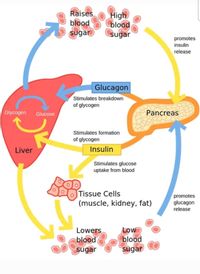 Answered: Raises blood sugar High blood sugar… | bartleby