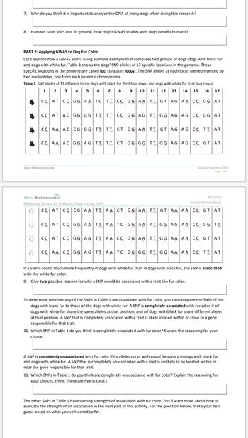 7. Why do you think it is important to analyze the DNA of many dogs when doing this research?
8. Humans have SNPs too. In general, how might GWAS studies with dogs benefit humans?
PART 2: Applying GWAS to Dog Fur Color
Let's explore how a GWAS works using a simple example that compares two groups of dogs: dogs with black fur
and dogs with white fur. Table 1 shows the dogs' SNP alleles at 17 specific locations in the genome. These
specific locations in the genome are called loci (singular: locus). The SNP alleles at each locus are represented by
two nucleotides, one from each parental chromosome.
Table 1. SNP alleles at 17 different loci in dogs with black fur (first four rows) and dogs with white fur (last four rows).
1 2 3 4 5 6 7 8 9 10 11 12 13 14 15 16 17
CC AT CC GG AA TCTT CC GG AA TT GT AG AA CC GG AT
*
3:3
CC AT AC GG GG TT TT CC GG AG TT GG AG AG CC GG AT
www.Biolnteractive.org
3:3
CC AA AC CG GG TT TT CT GG AA TT GT AG AG CC TT AT
3:3
CC AA AC GG AG TT TT CT GG GG TT GG AG AG CC GT AT
hhmi Biolnteractive
Mapping Genes to Traits in Dogs Using SNPs
CC AT CC CG AATTAA CT GG AA TTGT AA AA CC GT AT
Updated November 2020
Page 4 of 7
Activity
Student Handout
CC AT CC GG AATTAA TC GG AA TT GG AG AA CC GG TT
CC AT CC GG AATTAA CC GG AA TT GG AA AA CC GT AT
CC AA CC GG AG TTAA TC GG GG TT GG AA AA CC TT AT
If a SNP is found much more frequently in dogs with white fur than in dogs with black fur, the SNP is associated
with the white fur color.
9. Give two possible reasons for why a SNP would be associated with a trait like fur color.
To determine whether any of the SNPs in Table 1 are associated with fur color, you can compare the SNPs of the
dogs with black fur to those of the dogs with white fur. A SNP is completely associated with fur color if all
dogs with white fur share the same alleles at that position, and all dogs with black fur share different alleles
at that position. A SNP that is completely associated with a trait is likely located within or close to a gene
responsible for that trait.
10. Which SNP in Table 1 do you think is completely associated with fur color? Explain the reasoning for your
choice.
A SNP is completely unassociated with fur color if its alleles occur with equal frequency in dogs with black fur
and dogs with white fur. A SNP that is completely unassociated with a trait is unlikely to be located within or
near the gene responsible for that trait.
11. Which SNPs in Table 1 do you think are completely unassociated with fur color? Explain the reasoning for
your choices. (Hint: There are five in total.)
The other SNPs in Table 1 have varying strengths of association with fur color. You'll learn more about how to
evaluate the strength of an association in the next part of this activity. For the question below, make your best
guess based on what you've learned so far.