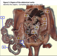 Figure 5: Organs of the abdominal cavity
Identify the organs. Complete the table on the right
E
F
K
H
G
B TO
