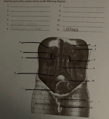 Label the parts of the urinary system on the following diagram.
1.
7.
2.
3.
4.
5.
6.
Wholeymi
8.
9.
10.
11.
12. urethra
10
12