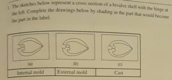 1. The sketches below represent a cross section of a bivalve shell with the hinge at
the left. Complete the drawings below by shading in the part that would become
the part
in the label.
(a)
Internal mold
O
(b)
External mold
(c)
Cast