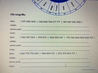 UGA
Ala
Ser
GY
STP
Ulla Unigriffin
Tyr
Val
DNA:
| CAT AGG GAG | CAA GGG TGA CTT TIT | AAT AAT GAC GGG |
MRNA:
amino acids:
traits:
DNA:
| CÁC CGT CGA GTA GTA | AGA GGG CAT | TTG TAA GO
GGG GGG TGT|
MRNA:
amino acids:
traits:
DNA:
| CAA TTG TTA CGG | AAA AGA CCC | GCC ATA ACA TTT |
MRNA:
amino acids:
traits:
Vanessa Jason (Biology Roots)
Cys
Glycine
Serine
STOP
Tyrosine
Valine
