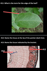 #11: What is the term for the edge of the leaf?
#12: Name the tissue at the tip of the pointer (dark line).
#13: Name the tissue indicated by the bracket.
#12
#13
