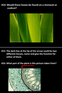 #14: Would these leaves be found on a monocot or
eudicot?
&Drake Burnatt - Phote Nataralist
#15: The dark line at the tip of the arrow could be two
different tissues, name and give the function for
either of them.
#16: What part of the plant is this picture taken from?
