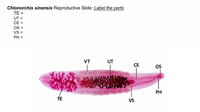 Chlonorchis sinensis Reproductive Slide: Label the parts
ТЕ
%3D
UT
%3D
СЕ 3
OS =
VS =
PH =
VT
UT
CE
OS
PH
TE
VS
