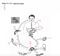 Fluke Life Cycle: Label the stages
1 =
2 =
4 =
4
2
IL||
N 34
