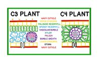 C3 PLANT
C4 PLANT
WAXY CUTICLE
UPPER EPIDERMIS
PALISADE MESOPHYLL
SPONGY MESSOPHYLL
VASCULAR BUNDLE
XYLEM
PHLOEM
BUNDLE SHEATH
LOWER EPIDERMIS
STOMA
WAXY CUTICLE
