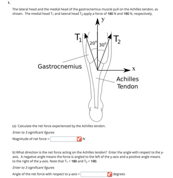 ### Problem 1: Forces on the Achilles Tendon

The diagram illustrates the forces exerted by the lateral and medial heads of the gastrocnemius muscle on the Achilles tendon. The medial head \( T_1 \) and lateral head \( T_2 \) apply forces of 180 N and 190 N, respectively, forming angles with the y-axis as shown.

**Diagram Explanation:**

- The gastrocnemius muscle is depicted with two heads exerting forces on the Achilles tendon.
- Force \( T_1 \) acts at a 20° angle to the y-axis.
- Force \( T_2 \) acts at a 30° angle to the y-axis.
- An x-y coordinate system is used for reference.

**Tasks:**

(a) **Calculate the net force experienced by the Achilles tendon.**

- **Magnitude of net force:** 
  - Enter the value of the net force in Newtons, rounded to three significant figures.

(b) **Determine the direction of the net force acting on the Achilles tendon.**

- **Angle with respect to the y-axis:** 
  - Enter the angle in degrees, using a negative value if the angle is to the left of the y-axis, and a positive value if to the right. Note that \( T_1 = 180 \, \text{N} \) and \( T_2 = 190 \, \text{N} \).
  - The angle should be accurate to three significant figures.