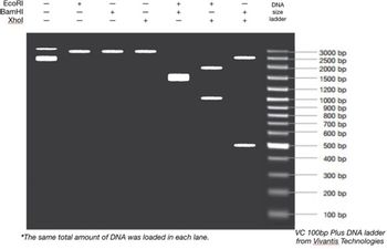 EcoRI
BamHI
Xhol
III
+11
1+1
11+
1++
+1+
++ 1
DNA
size
ladder
*The same total amount of DNA was loaded in each lane.
3000 bp
2500 bp
2000 bp
1500 bp
1200 bp
1000 bp
900 bp
800 bp
700 bp
600 bp
500 bp
400 bp
300 bp
200 bp
100 bp
VC 100bp Plus DNA ladder
from Vivantis Technologies