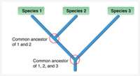 Species 1
Species 2
Species 3
Common ancestor
of 1 and 2
Common ancestor
of 1, 2, and 3
