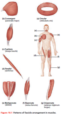 Answered b Convergent pectoralis major a bartleby