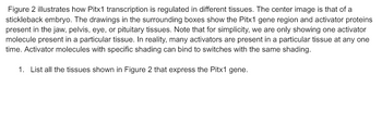 Figure 2 illustrates how Pitx1 transcription is regulated in different tissues. The center image is that of a
stickleback embryo. The drawings in the surrounding boxes show the Pitx1 gene region and activator proteins
present in the jaw, pelvis, eye, or pituitary tissues. Note that for simplicity, we are only showing one activator
molecule present in a particular tissue. In reality, many activators are present in a particular tissue at any one
time. Activator molecules with specific shading can bind to switches with the same shading.
1. List all the tissues shown in Figure 2 that express the Pitx1 gene.