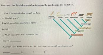 Directions: Use the cladogram below to answer the questions on this worksheet.
1. What trait separates Lampreys from Tuna
on this cladogram?
2. What separates a salamander from a
turtle?
3. Which organism is most related to the
leopard?
share? A.
B.
C.
Lancelet
(outgroup)
D
C
4. What 4 traits do the leopard and the other organism from #3 have in common?
Lamprey
Turtle
Tuna Salamander
Jaws
Leopard
Vertebral column
Hair
Amniotic egg
Four walking legs