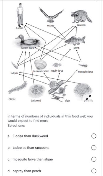 Answered: human' mallard duck Figure 1.6 Food Web… | bartleby