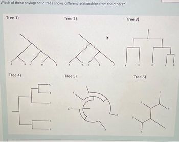 Answered: Which Of These Phylogenetic Trees Shows… | Bartleby