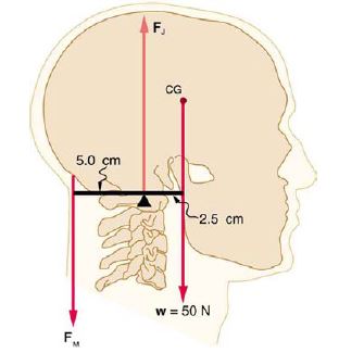 F.
CG
5.0 çm
2.5 cm
w = 50 N
