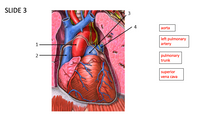 SLIDE 3
3
4
aorta
left pulmonary
artery
1
2
pulmonary
trunk
superior
vena cava
