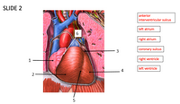 SLIDE 2
anterior
interventricular sulcus
left atrium
right atrium
3
coronary sulcus
1
right ventricle
left ventricle
4
2-
