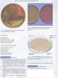 Answered: Special Media for Isolating Bacteria… | bartleby