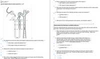 Ch 25- Act 10 T
4.+What is happening in the thick ascending region of the nephron T
•+with respect to solute reabsorption?
Use the diagram below to answer questions 1- 6.T
•+with respect to water reabsorption?T
5.-What does the heavy dark line and the numbers inside the collecting duct tell us about water
reabsorption in this individual at this time?T
6.+What does the status of the collecting duct tells us about the individual'sT
100
300
+hydration status?
•+ADH secretion? T
300
300
300
------ **
350
300
7.+What type of urine is being produced-in this scenario, concentrated or dilute?T
350
hso 350
350
550
Please answer the following in complete sentences.-
550
550
David has noticed that both the volume and color of his urine varies day to day as well as with the
time of day. Help David understand the following observations. -I
750
750
550 750
1.+When David gets up in the morning and voids after an overnight sleep, he notices his urine is
darker in color and smaller in volume than at most other times of the day. -What is the-
explanation for the dark color and smaller volume?-T
(3 pts)+
70
.... 2.-David has discovered that after having a couple of beers with friends on a
900
Saturday night, he often voids a significant volume of urine, more than the
volume of the beers he has consumed. He also finds that the next morning
--he is quite thirsty. Provide a physiological explanation for both of these
observations. T
1.+The dashed line across the center of the diagram distinguishes two regions of the kidney. -T
.
•+What region is above the dashed-line?T
•+What region is below the dashed line?T
•+increased-urine volume -T
•+increased thirst-+
2.+What do the numbers both inside and outside the tubule refer to?T
3.-David has noticed that while strenuously working out at the gym, and for a while
afterwards, he rarely has to void. -Provide two likely reasons to explain to David
why this is the case. T
•+inside the tubule-T
•+outside the tubule -T
1.T
3.+Why do the numbers inside the renal tubule increase as one goes down the descending
nephron loop?-(What is happening to cause this?)T
2.1
