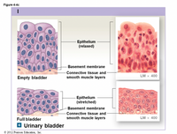 Answered: Epithelium (relaxed) -Basement membrane… | bartleby