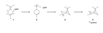 10
5
6
OPP
2
2
OPP
3
4
α
-pinene